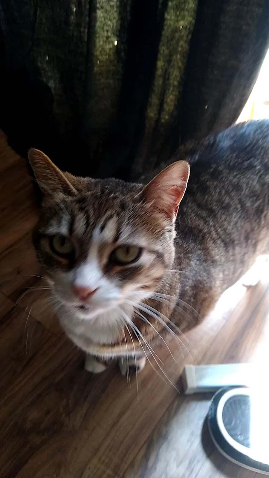 Lost cat in Verona, PA, 15147