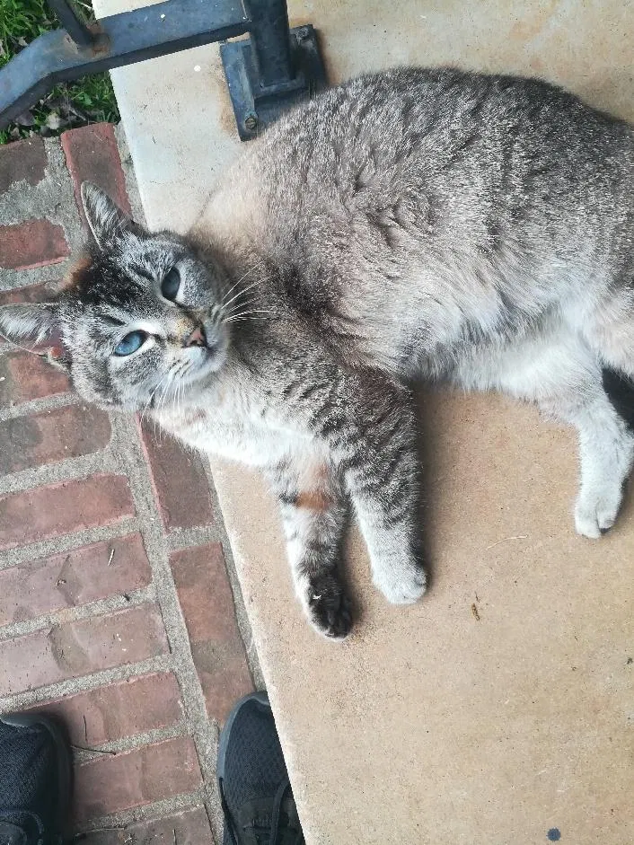 Lost cat in Covington, GA, 30014