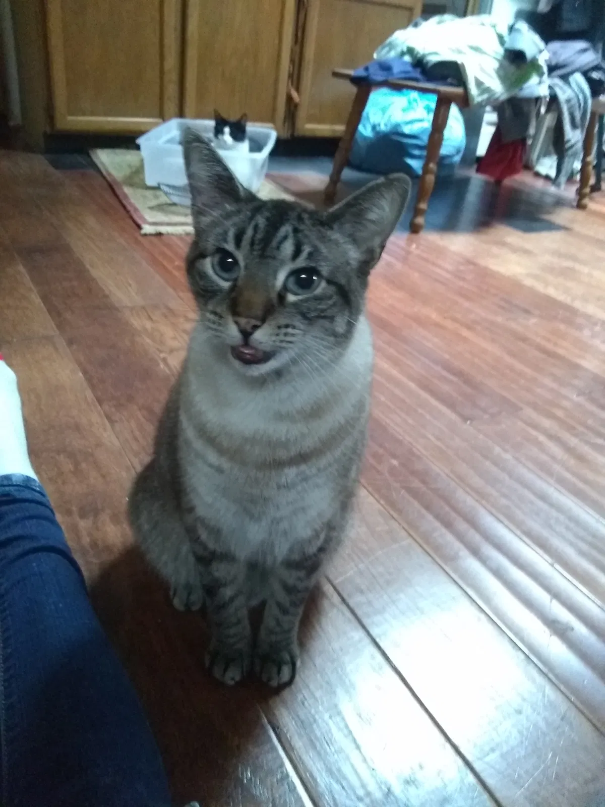 Lost cat in Tacoma, WA, 98404