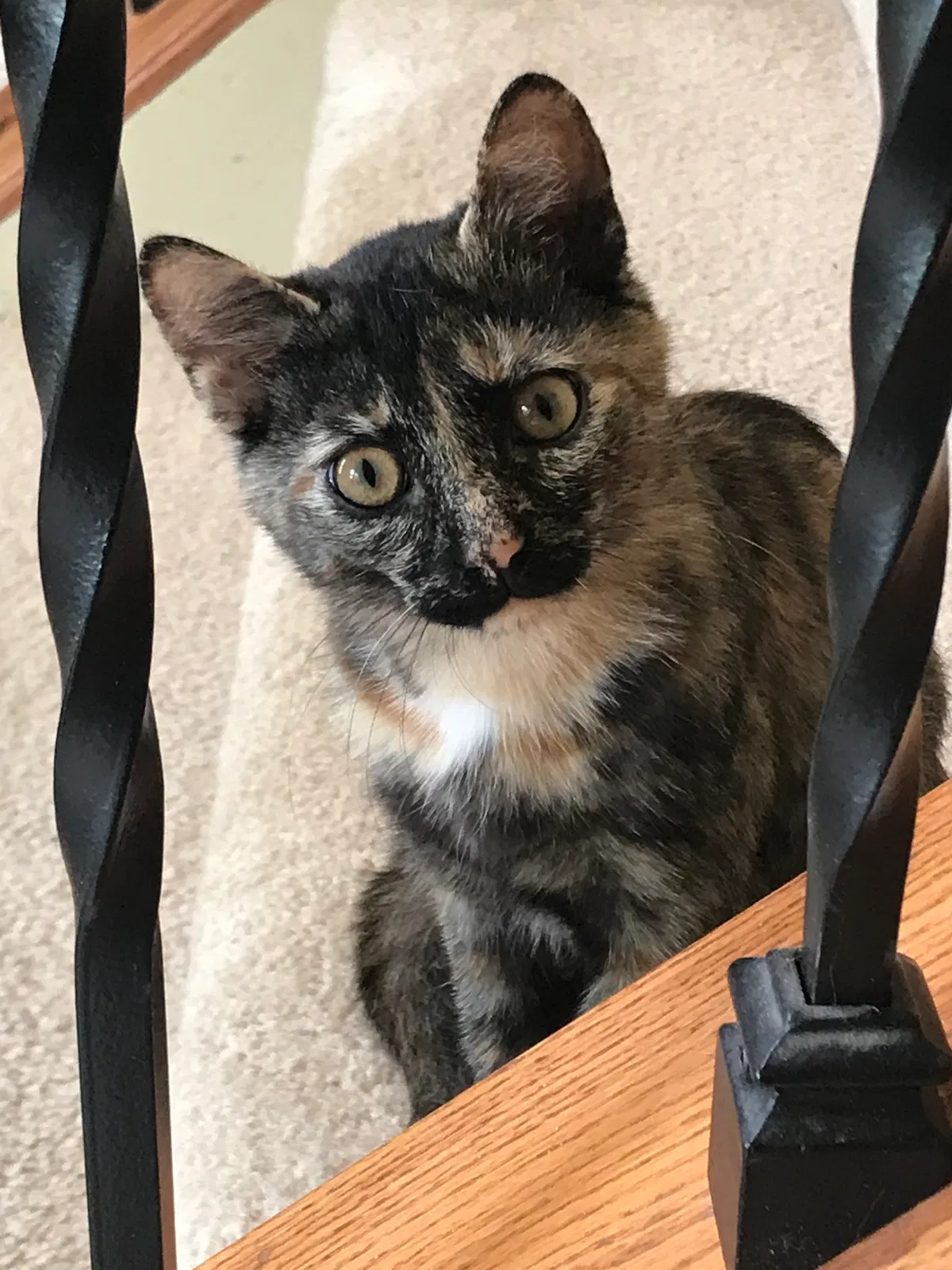 Lost cat in Lebanon, OH, 45036