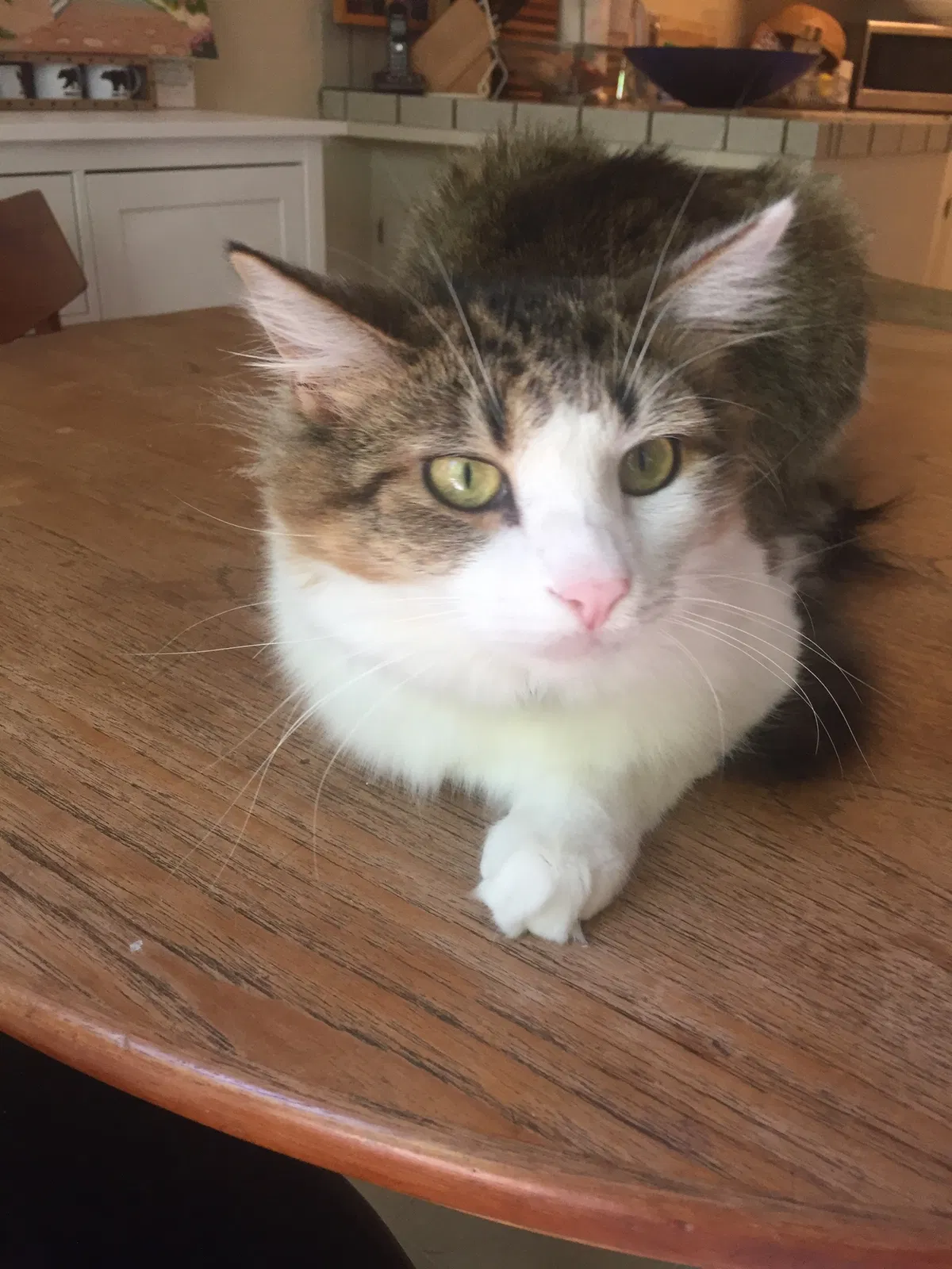 Lost cat in Los Gatos, CA, 95032