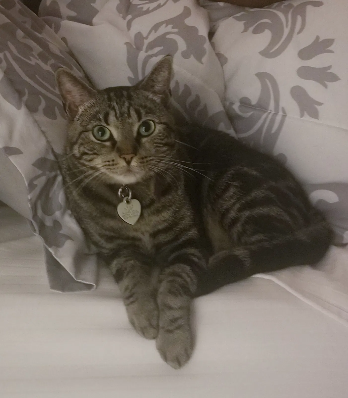 Lost cat in Orlando, FL, 32829