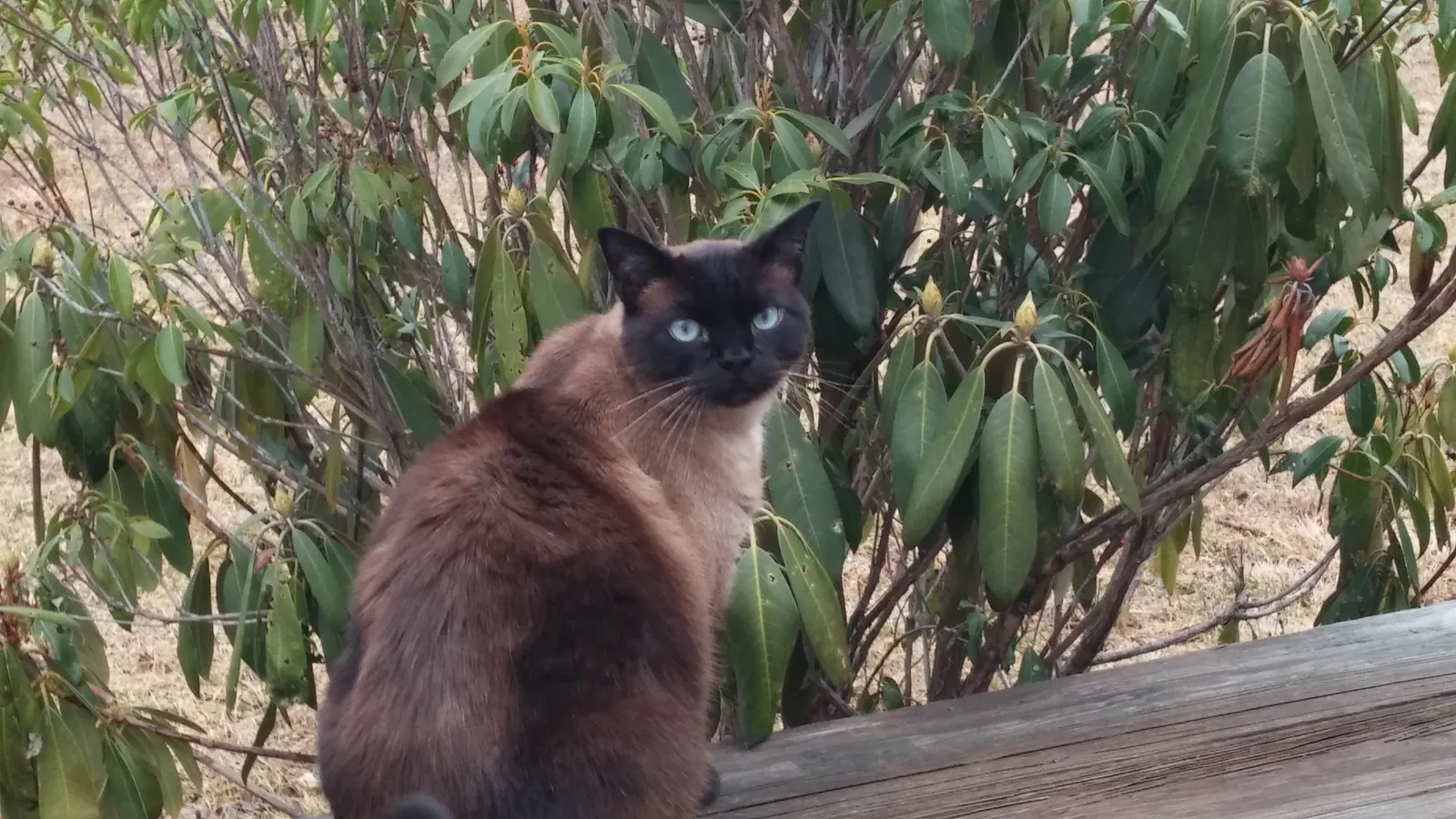 Lost cat in Gastonia, NC, 28056