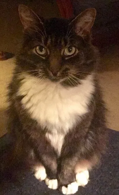 Lost cat in Duncan, SC, 29334