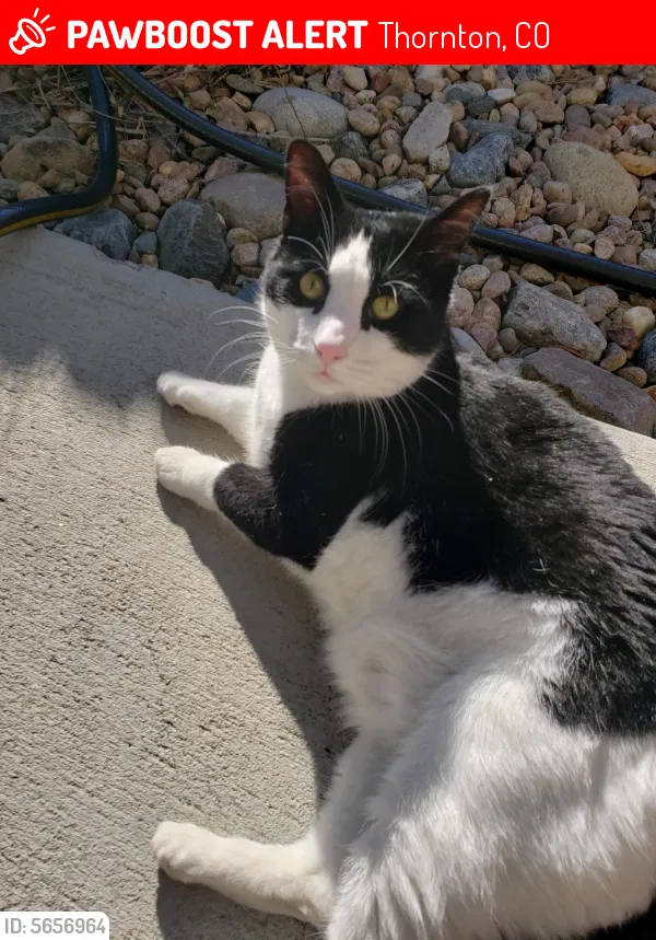Lost cat in Denver, CO, 80229