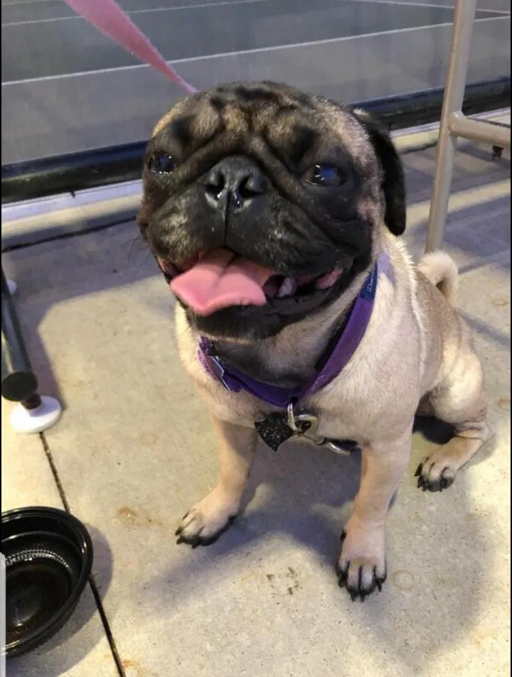 Lost dog in Kansas City, MO, 64110
