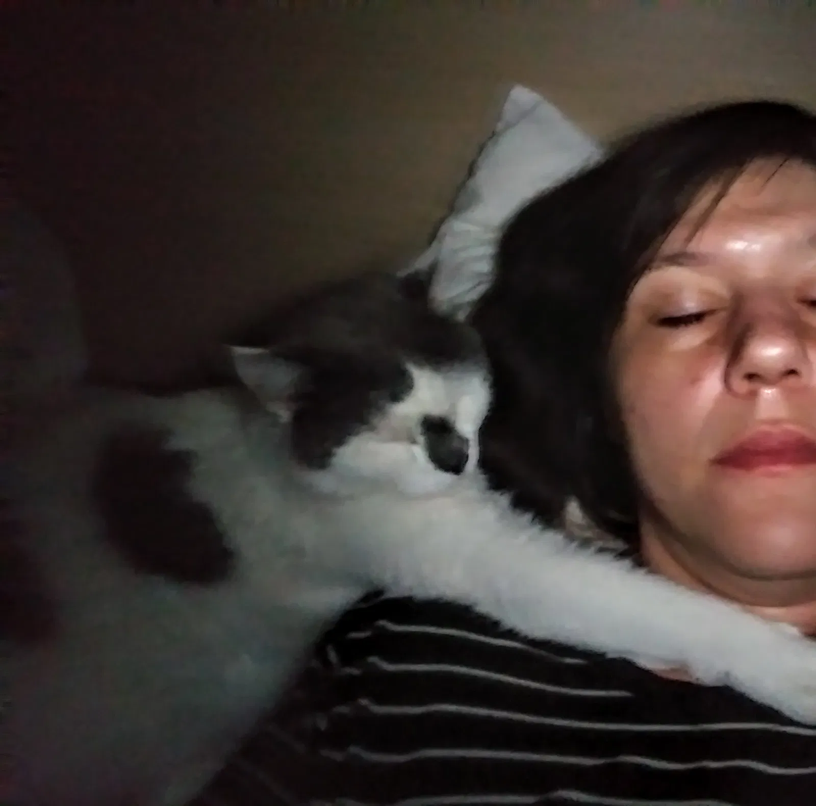 Lost cat in Rio Rancho, NM, 87144