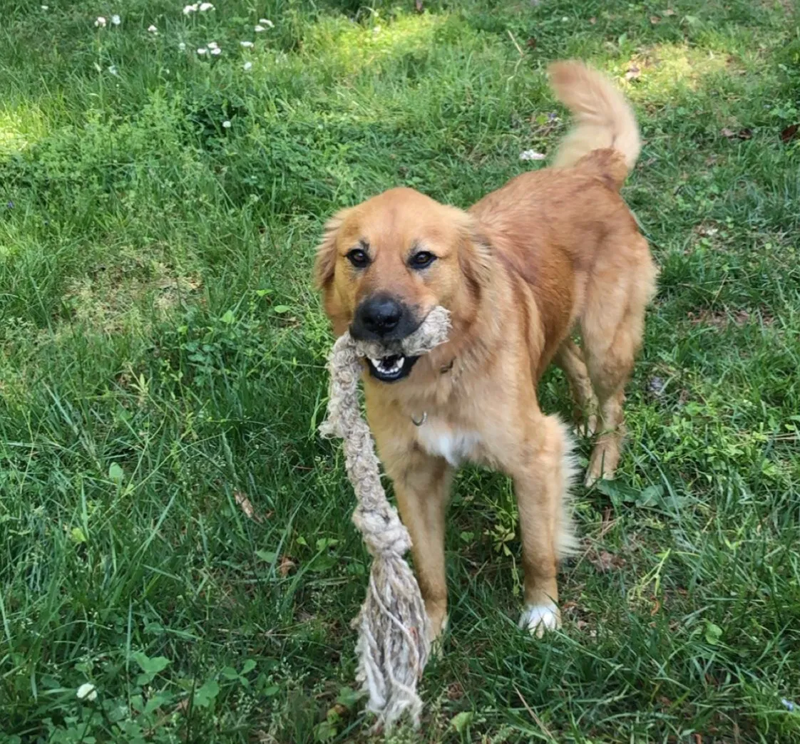 Lost dog in Rome, GA, 30161