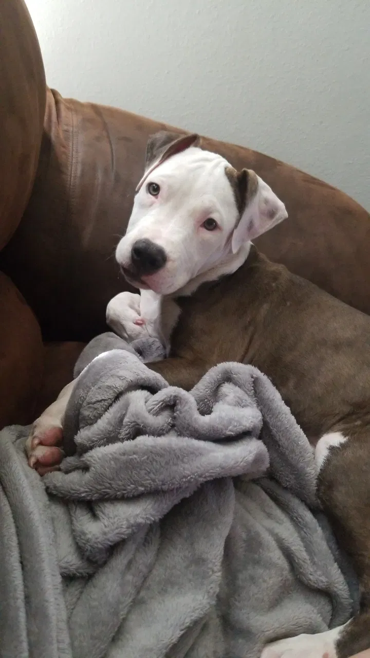 Lost dog in Round Rock, TX, 78665