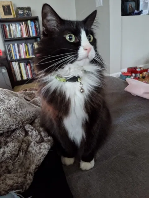 Lost cat in Sammamish, WA, 98075