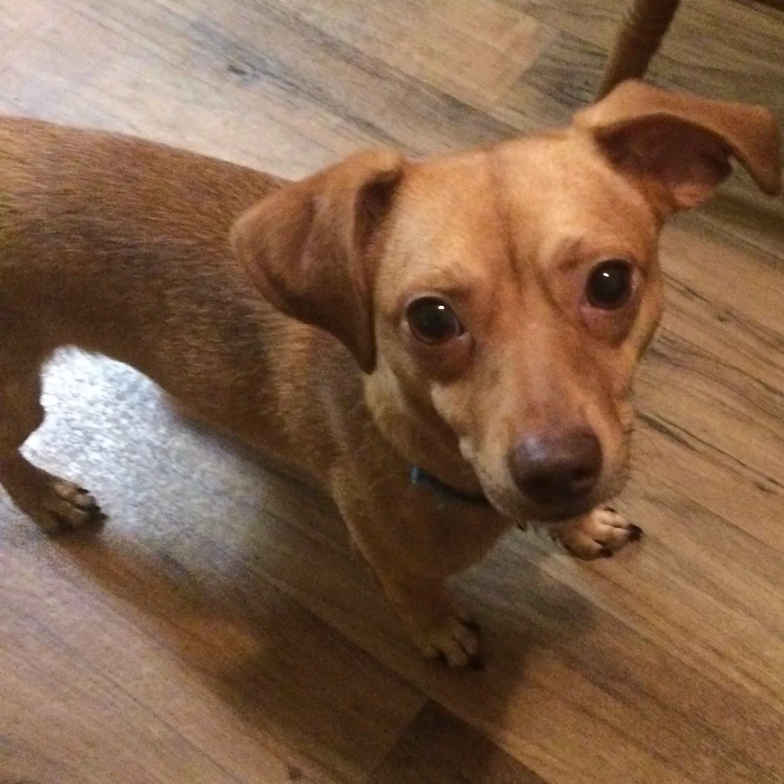 Lost dog in Atlanta, GA, 30340
