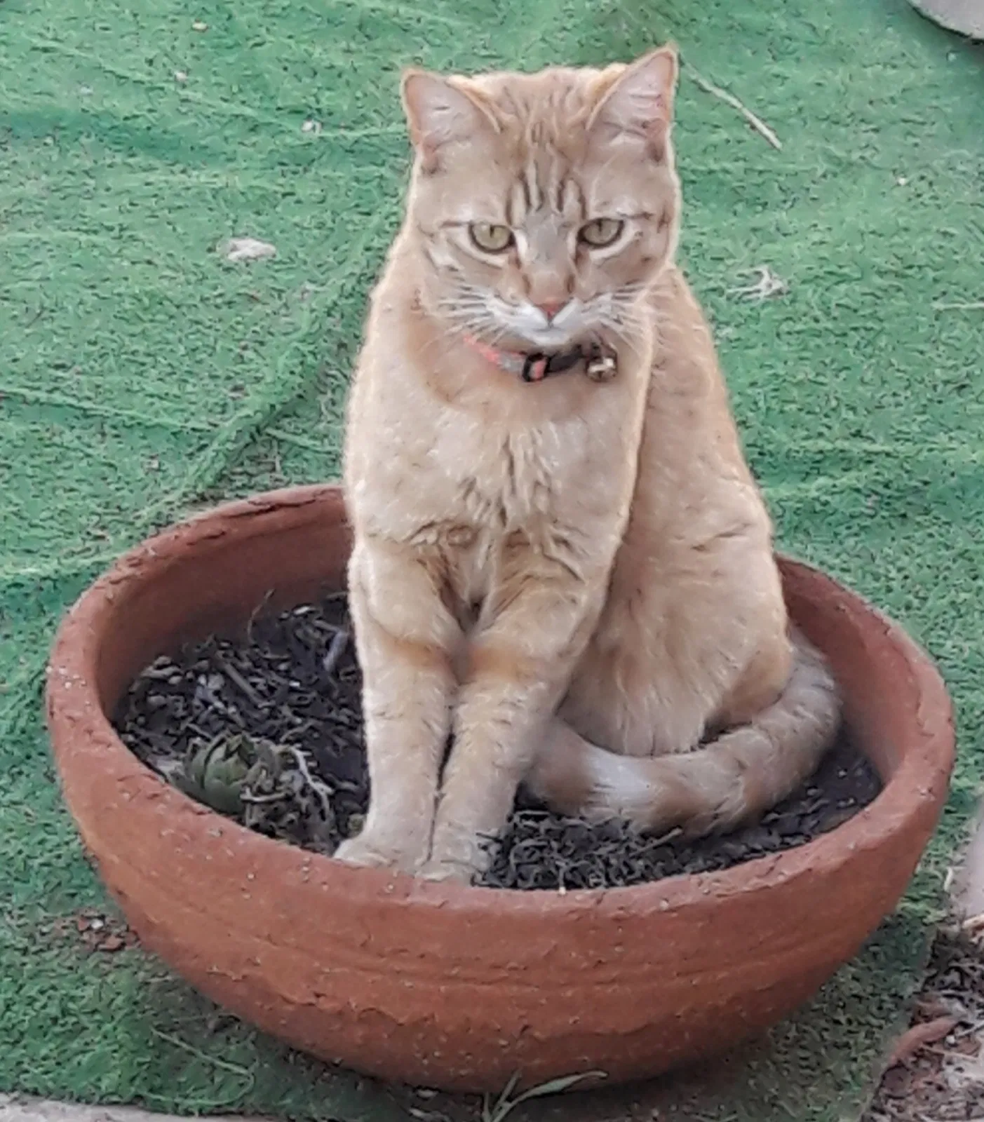 Lost cat in Santa Fe, NM, 87505