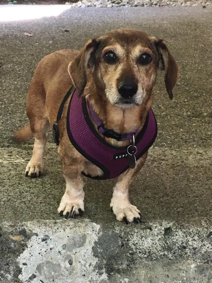 Lost dog in Olympia, WA, 98502
