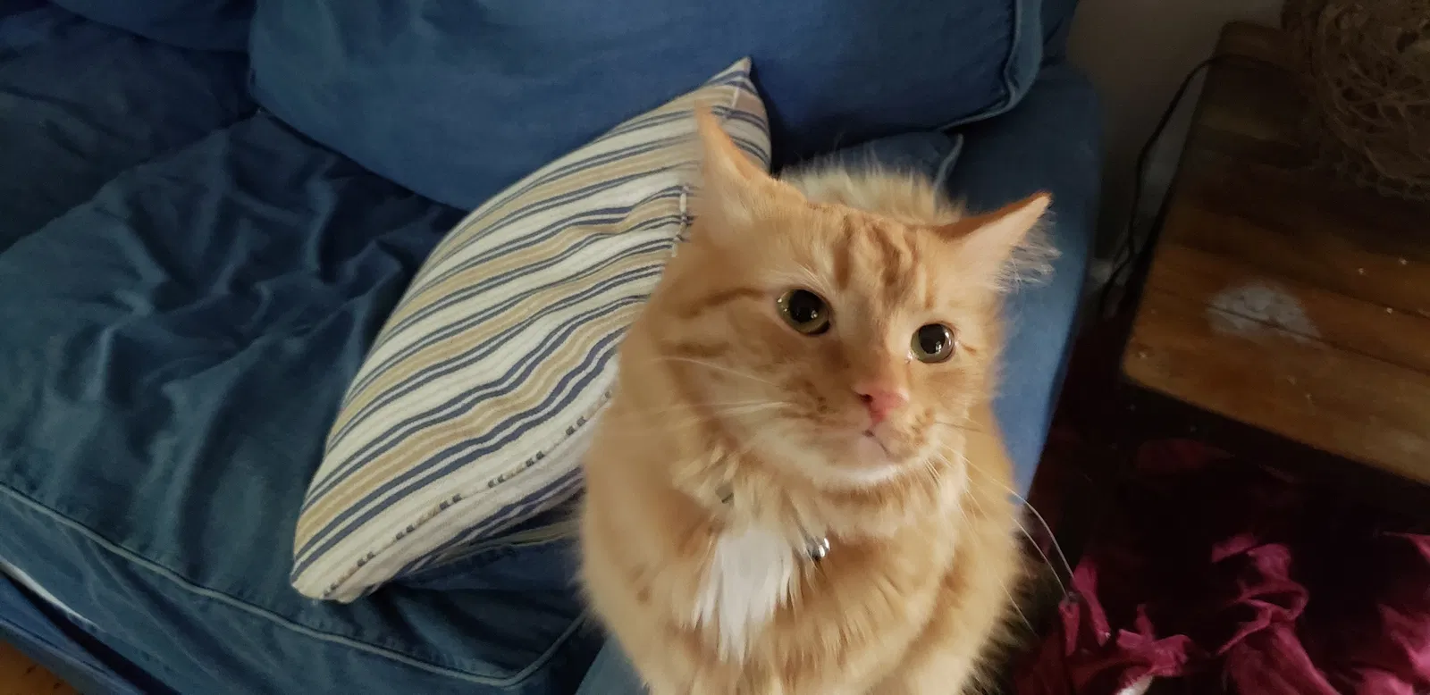 Lost cat in Williamsburg, VA, 23188