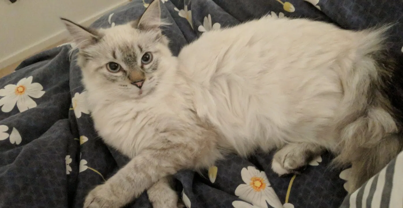 Lost cat in Dekalb, IL, 60115