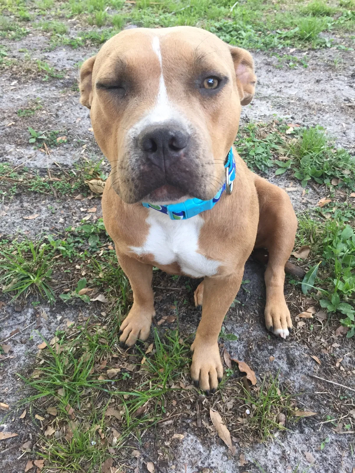 Lost dog in Orlando, FL, 32825