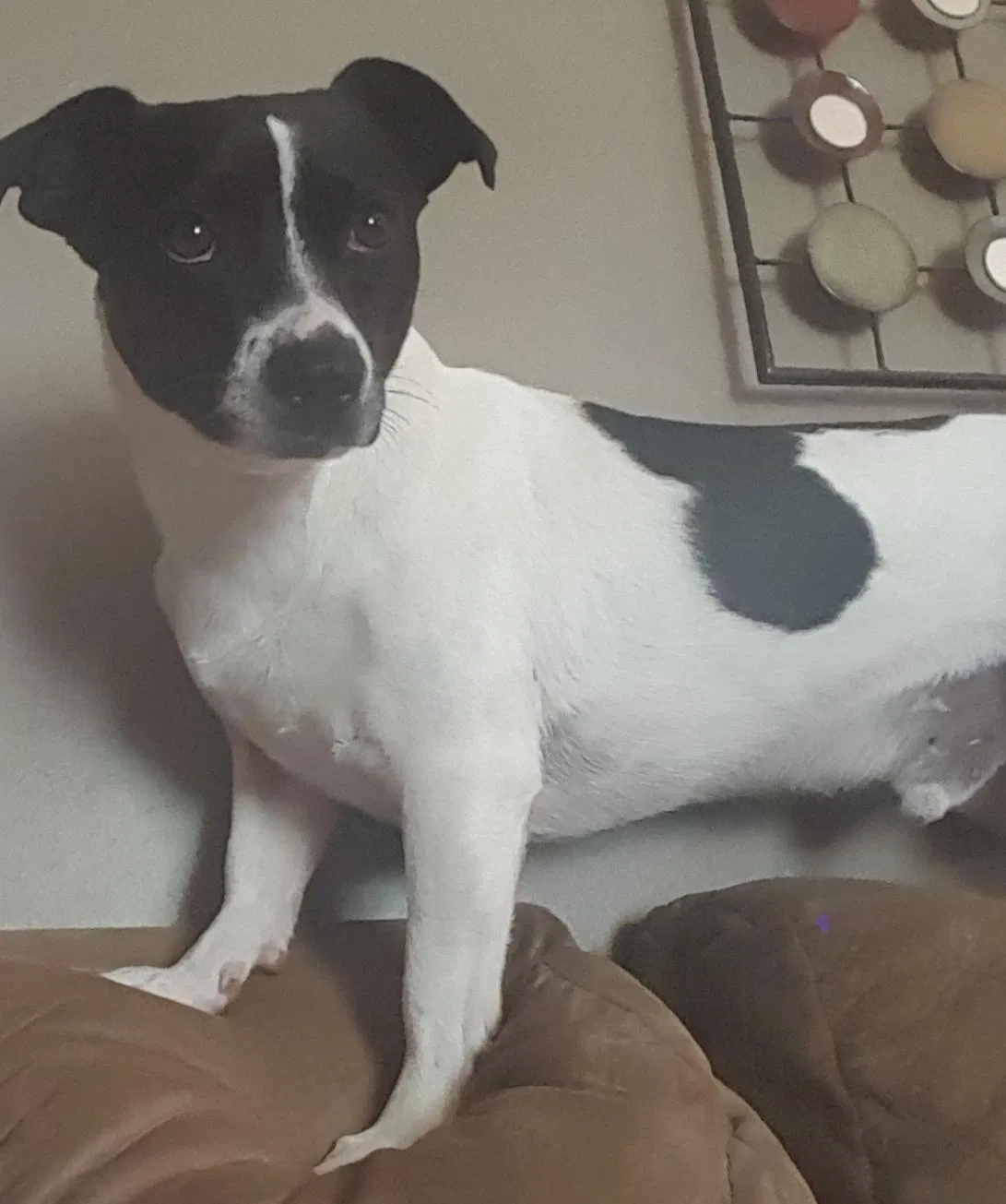 Lost dog in Independence, MO, 64058