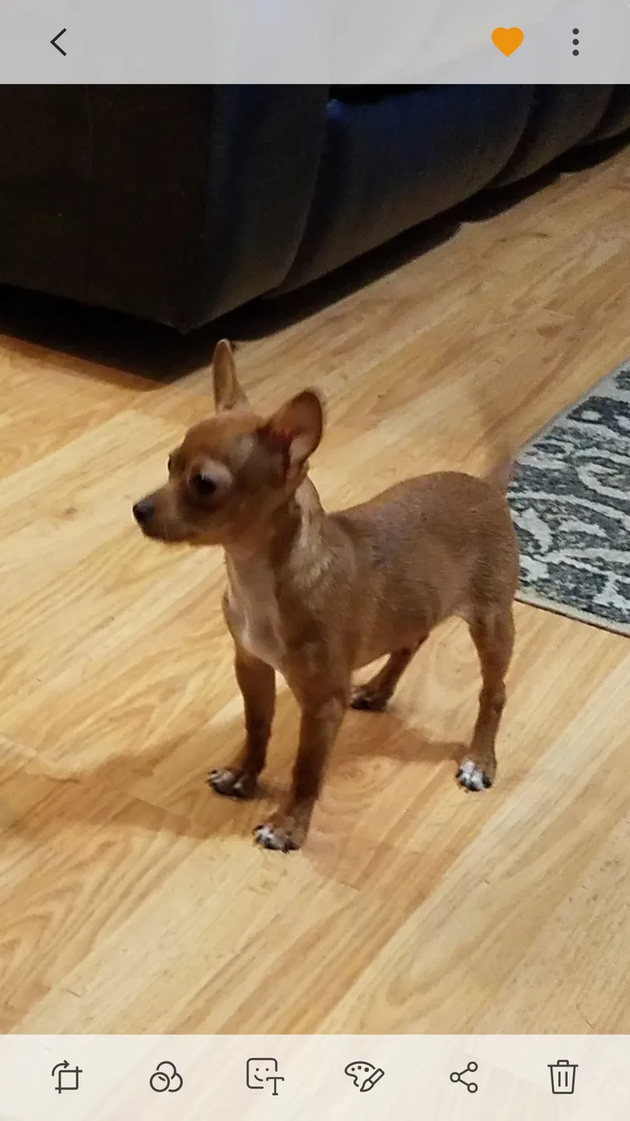 Lost dog in Newaygo, MI, 49337