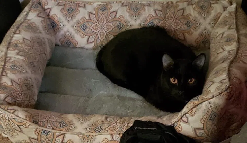 Lost cat in Colorado Springs, CO, 80917