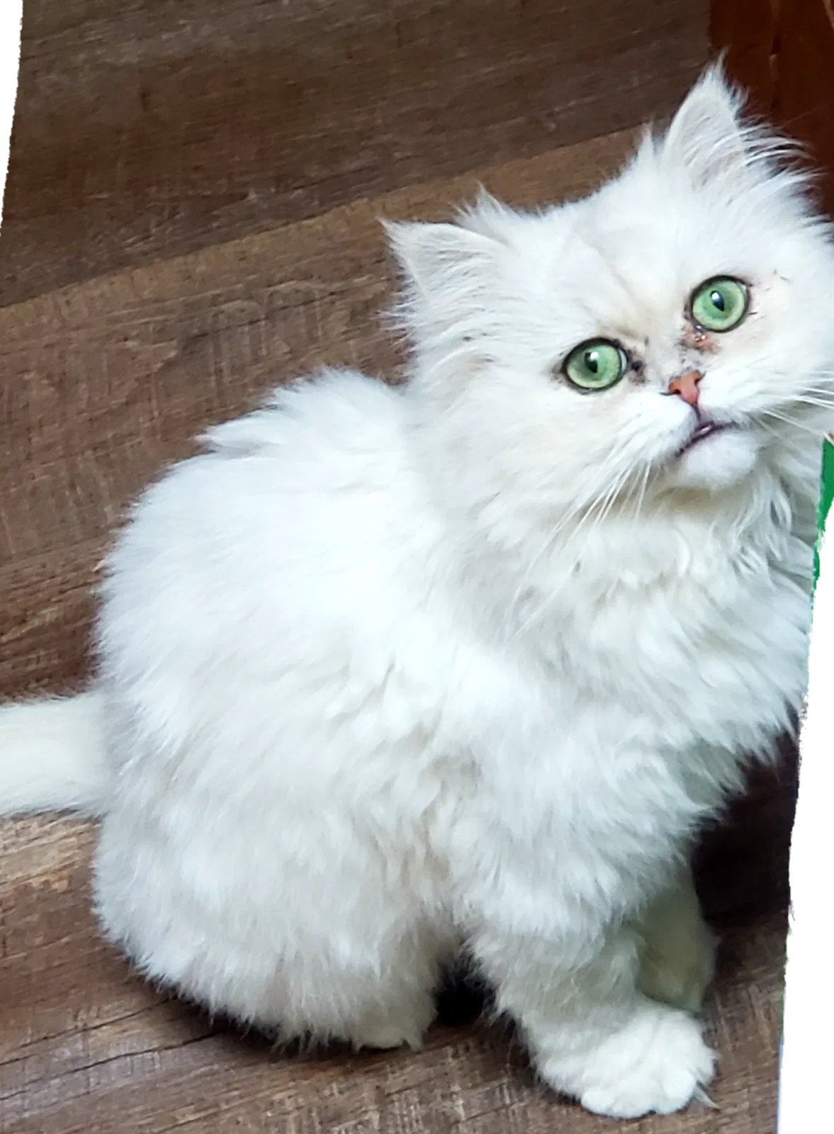 Lost cat in Federal Way, WA, 98023