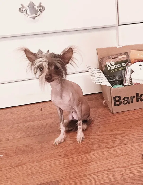 Lost dog in Knoxville, TN, 37923
