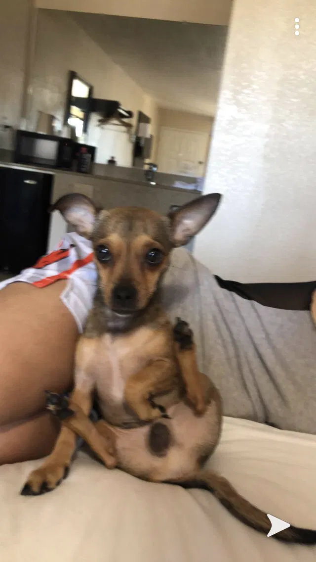 Lost dog in Stockton, CA, 95207