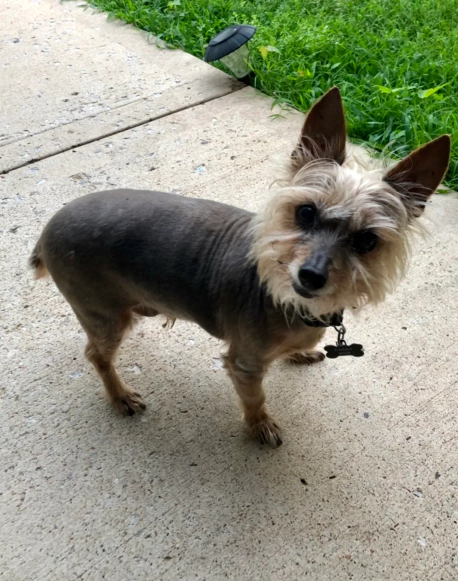 Lost dog in Basehor, KS, 66007