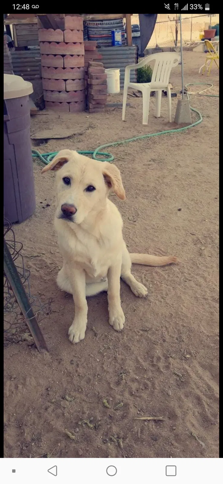Lost dog in Apple Valley, CA, 92308
