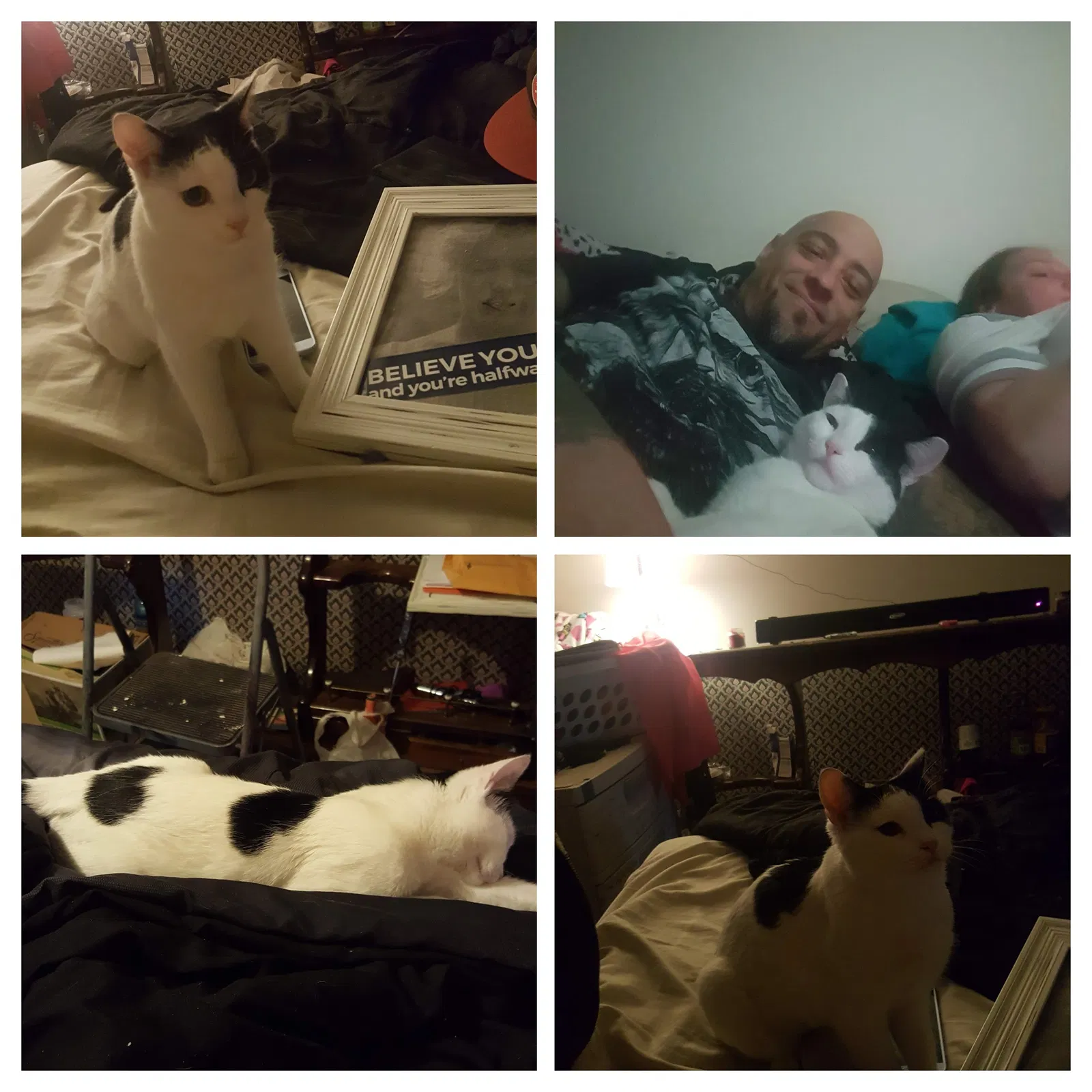 Lost cat in Salt Lake City, UT, 84118