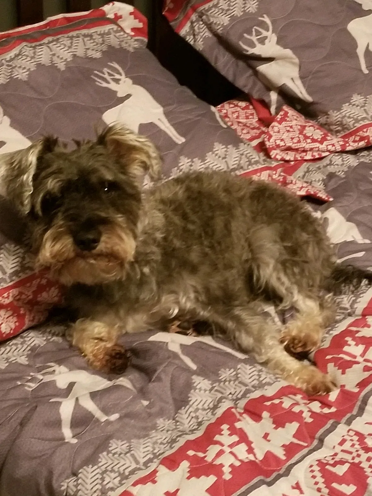 Lost dog in Madison, AL, 35758
