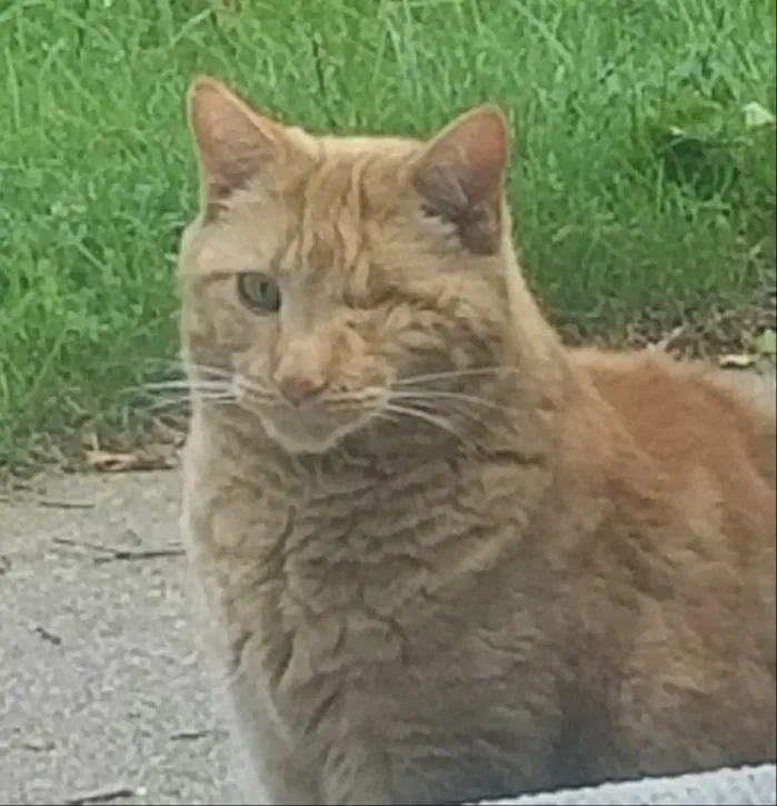Lost cat in Brighton, MI, 48114