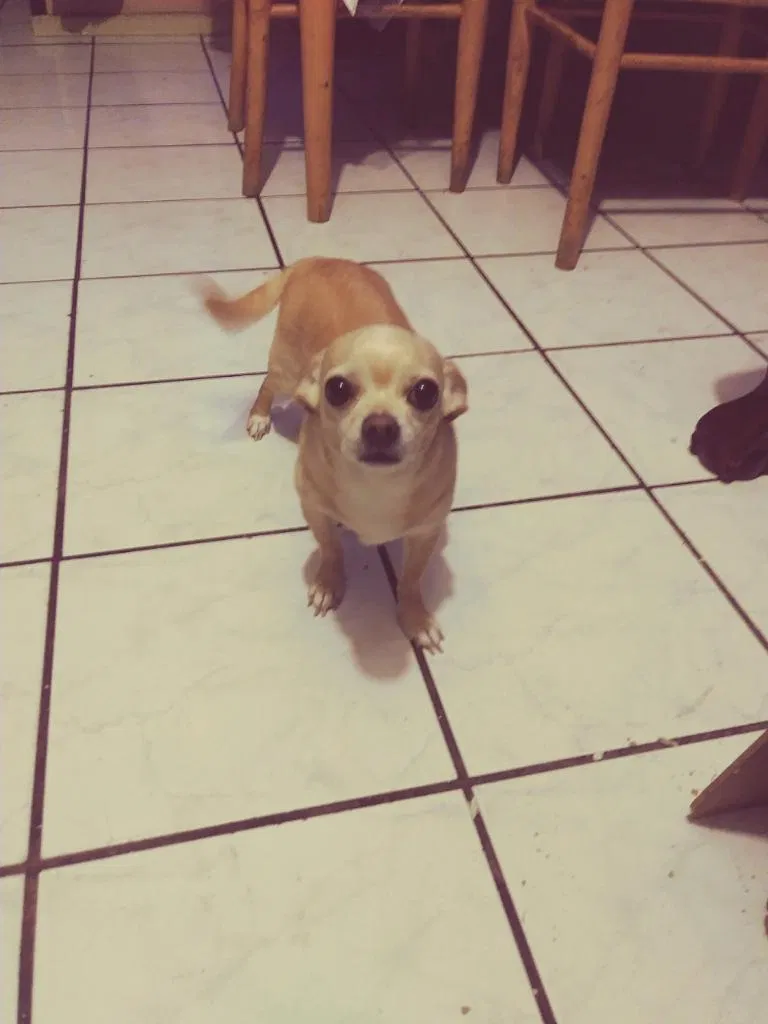 Lost dog in Santa Ana, CA, 92703