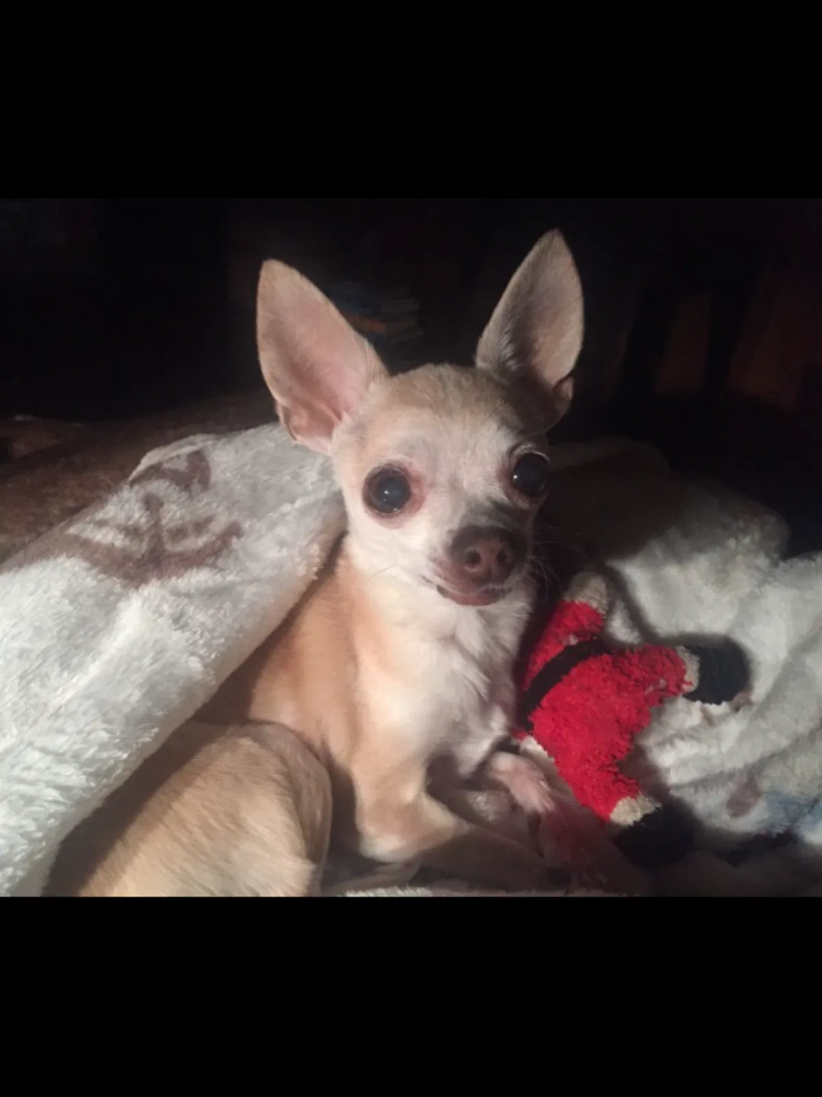 Lost dog in Sand Springs, OK, 74063