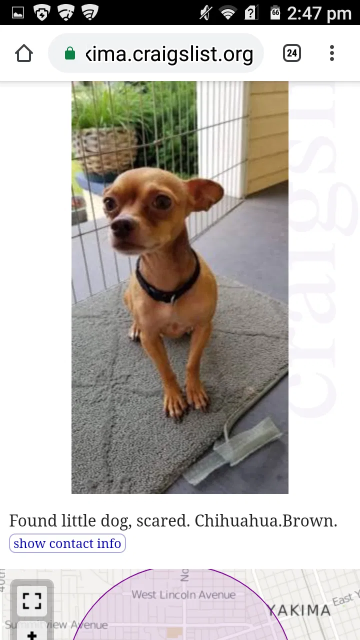 Lost dog in Portland, OR, 97233