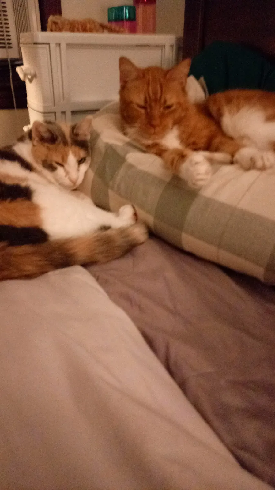 Lost cat in Elizabethtown, PA, 17022