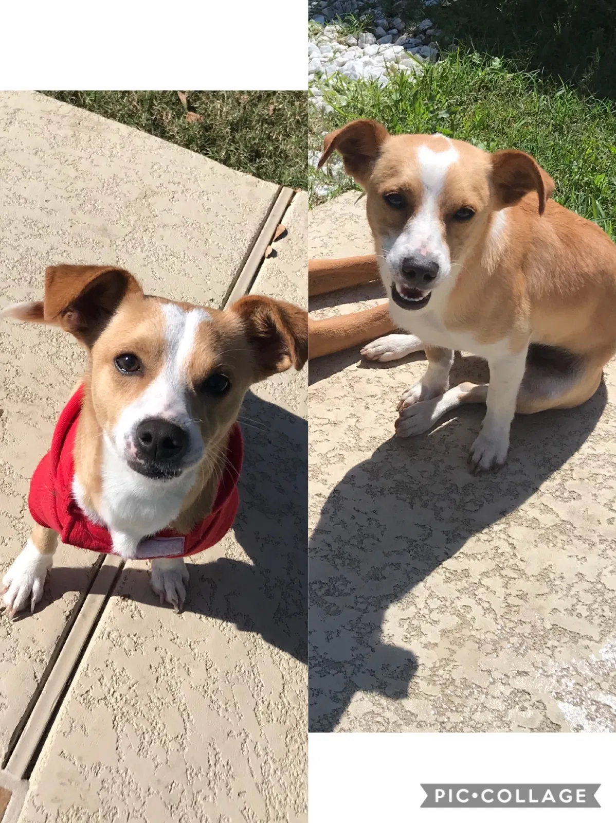 Lost dog in La Porte, TX, 77571