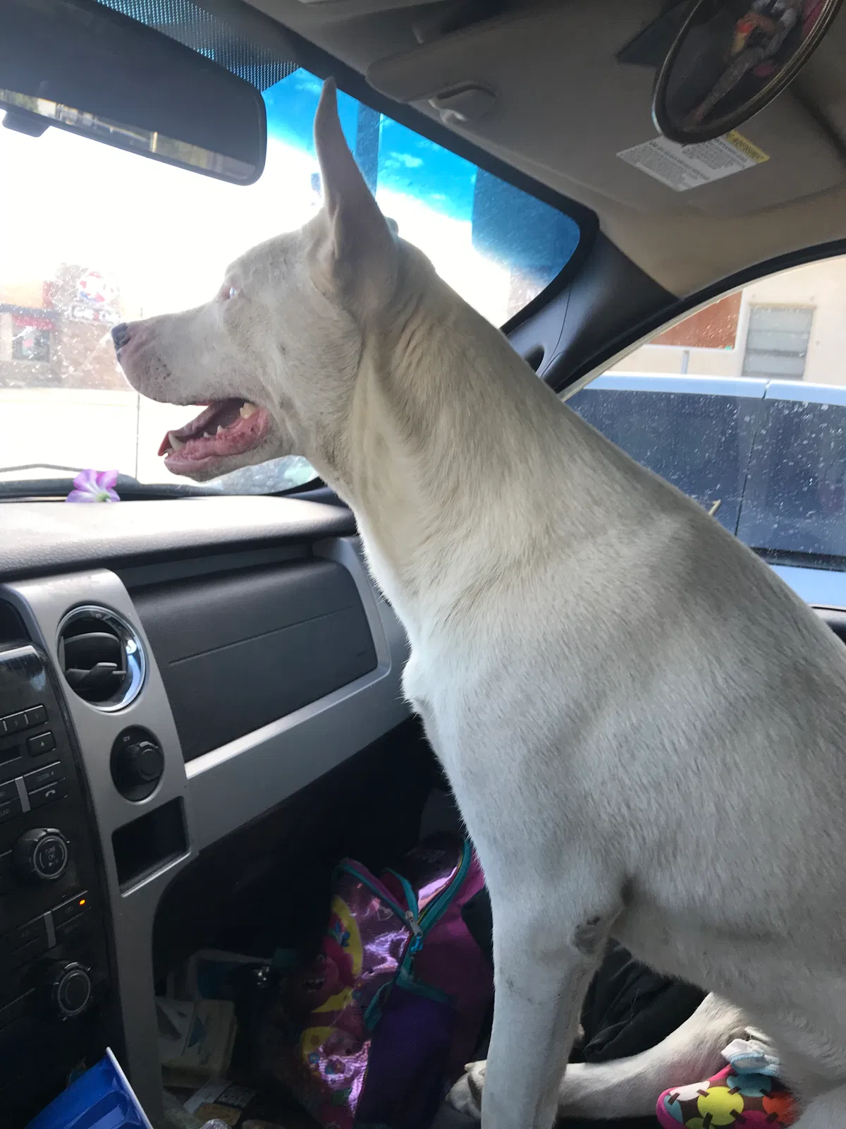 Found dog in Monte Vista, CO, 81144