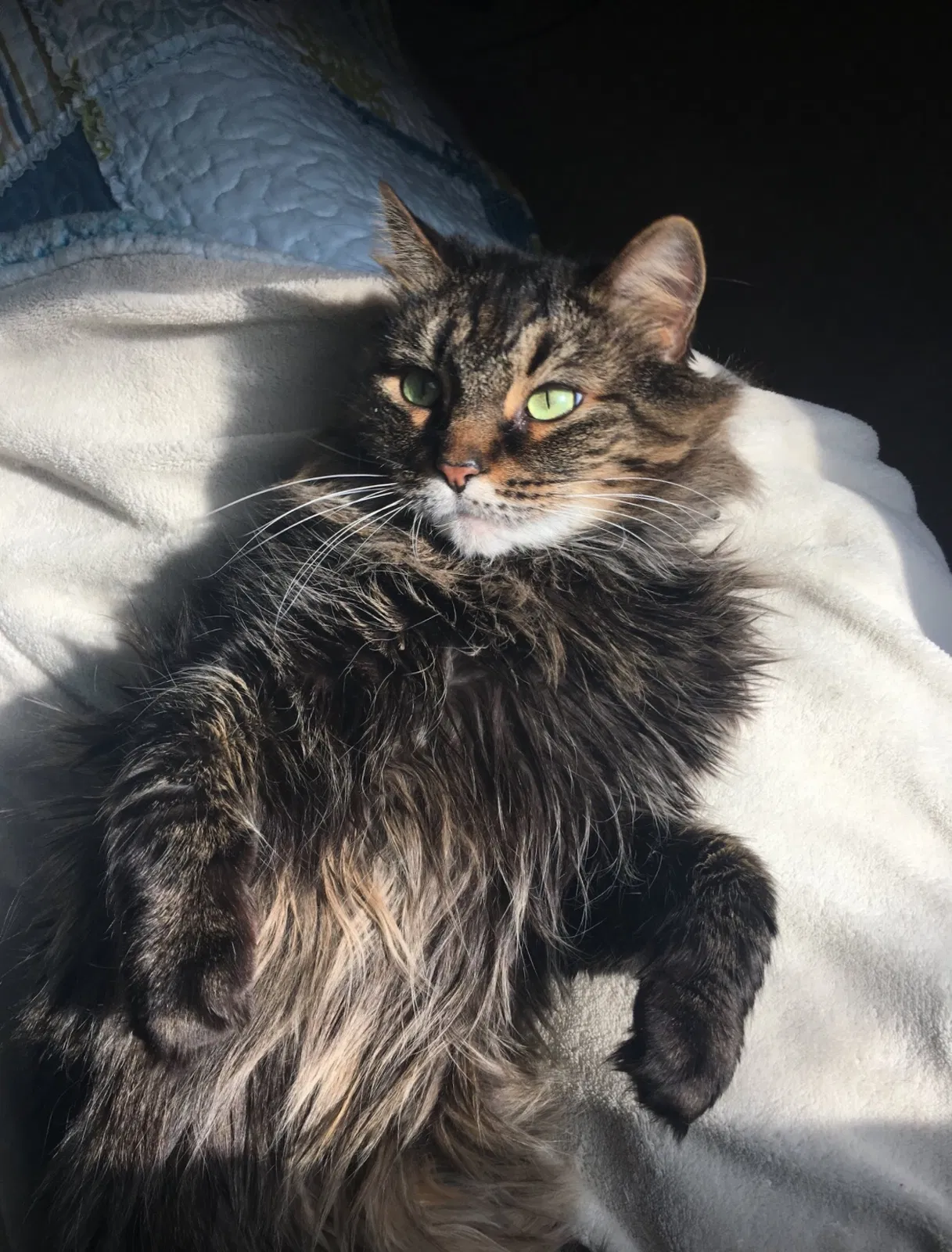 Lost cat in North Canton, OH, 44720