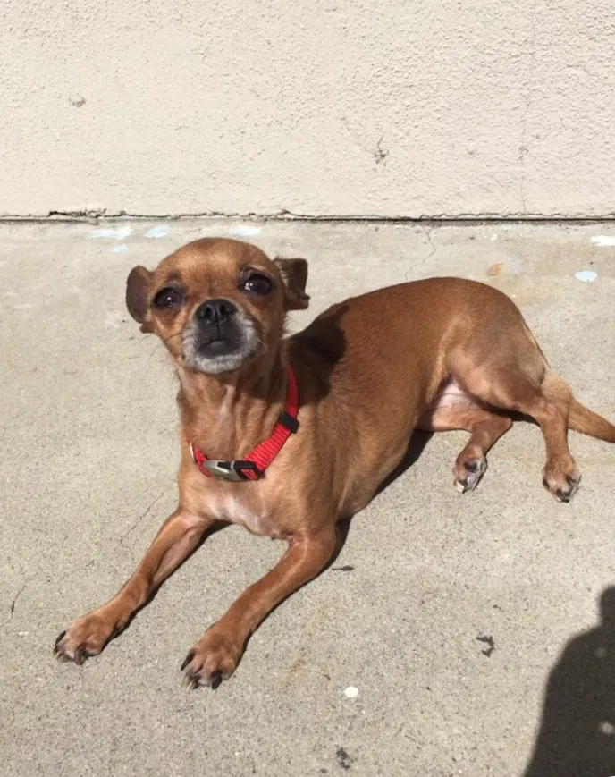 Lost dog in Long Beach, CA, 90813