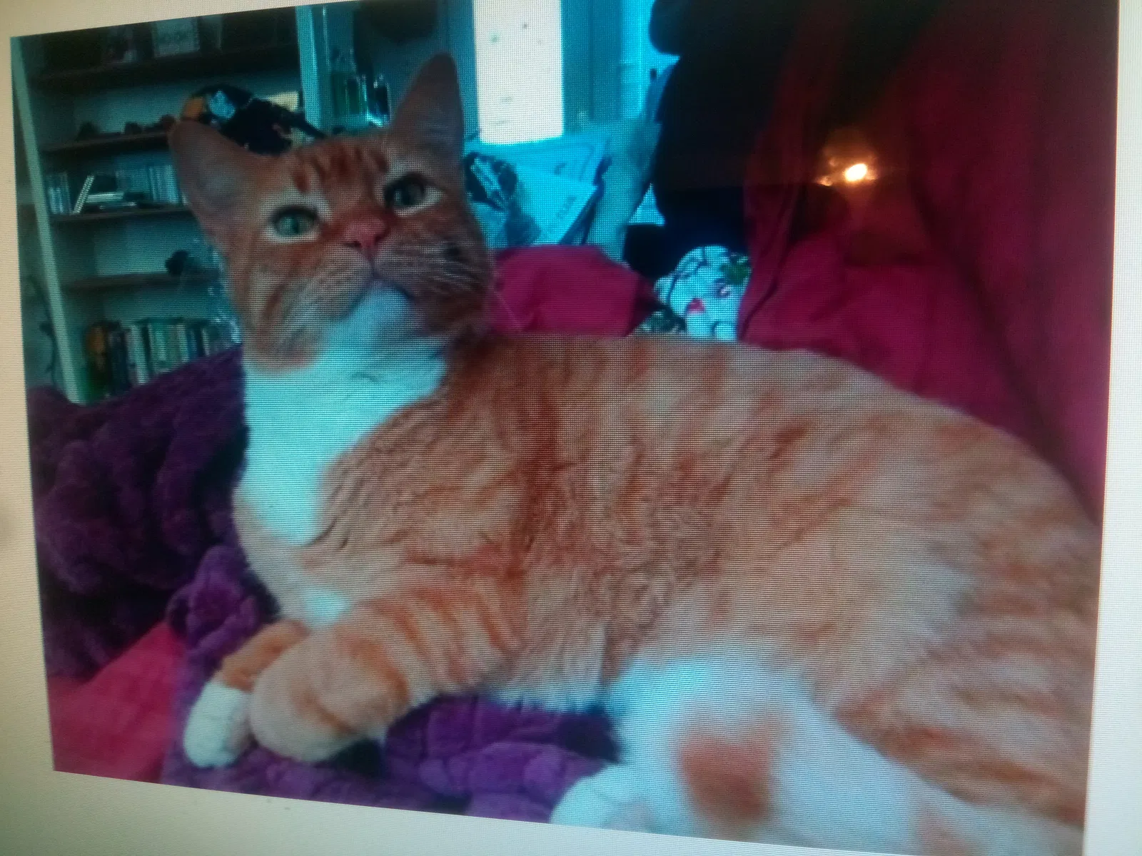 Lost cat in Olympia, WA, 98512