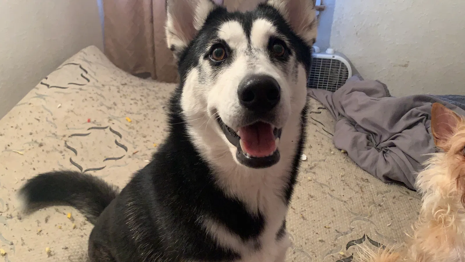 Lost dog in Victorville, CA, 92395