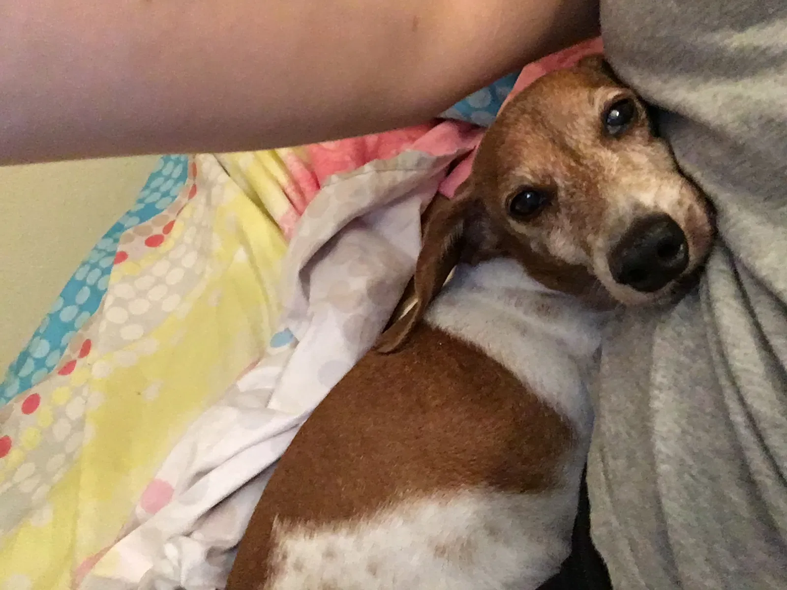 Lost dog in Los Angeles, CA, 90023