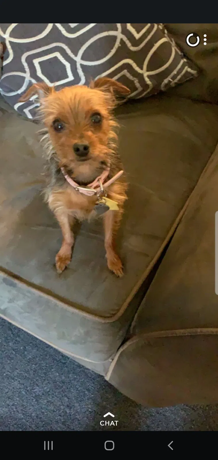 Lost dog in San Diego, CA, 92154
