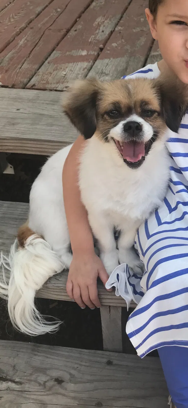 Lost dog in Orange Park, FL, 32073
