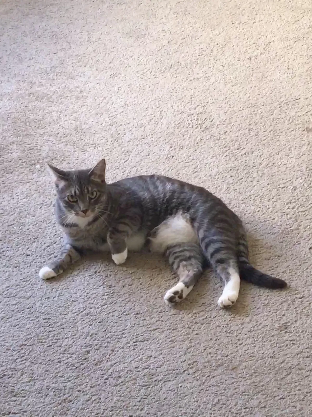 Lost cat in Concord, NC, 28025