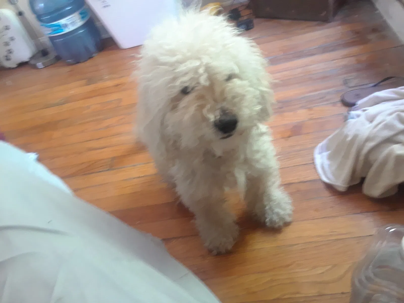 Lost dog in Unknown, MI, 0