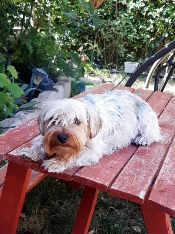 Lost dog in Lancaster, CA, 93536