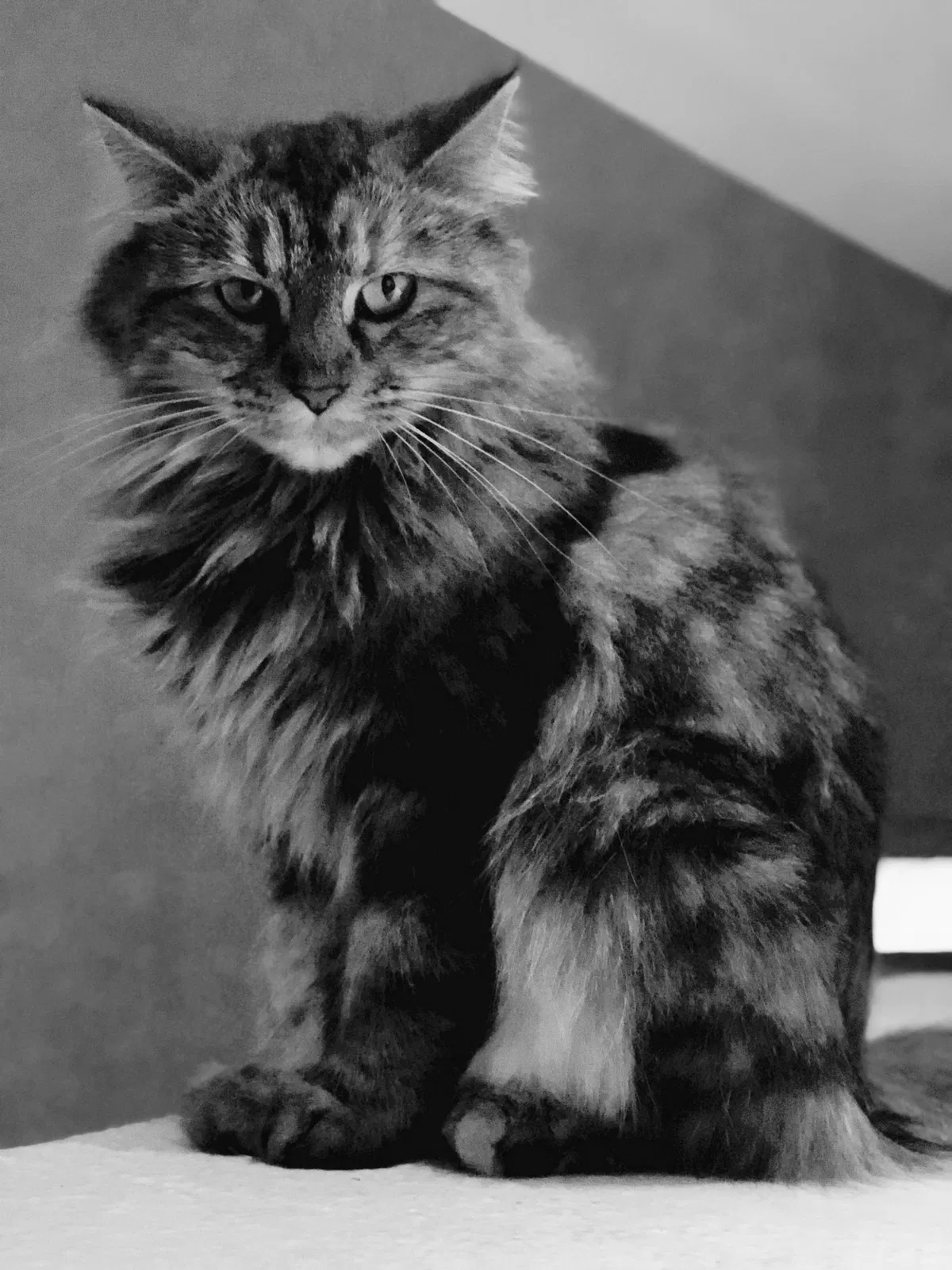 Lost cat in Rancho Cucamonga, CA, 91701