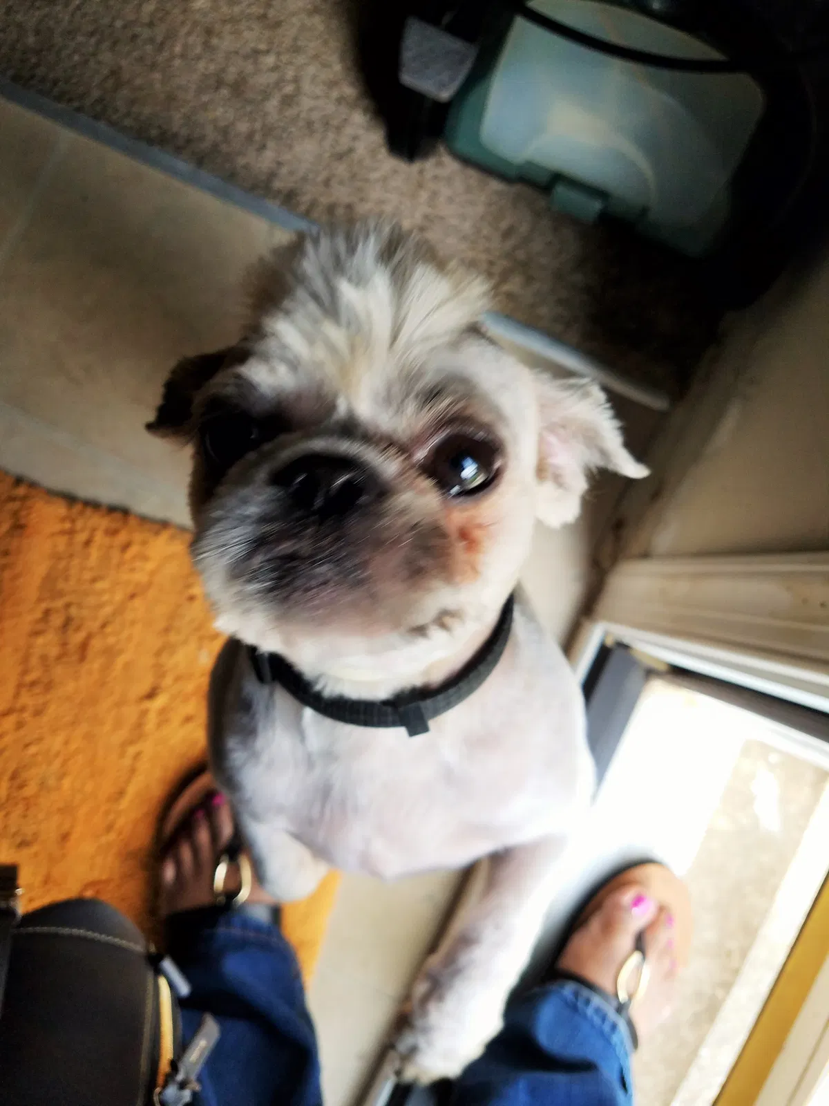 Lost dog in Essex, MD, 21221