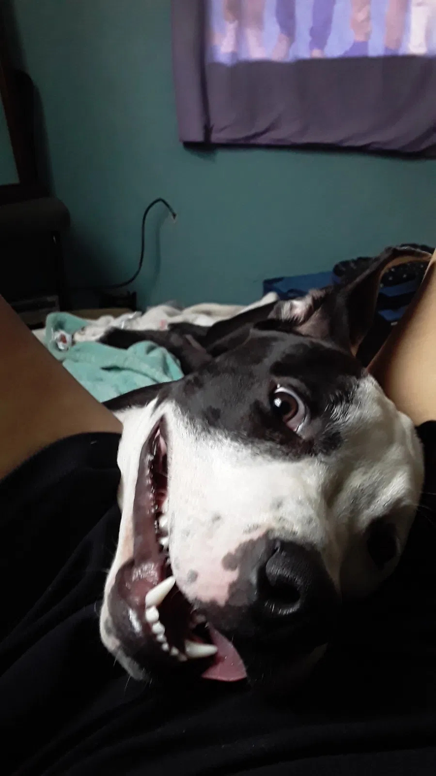Lost dog in Garland, TX, 75042